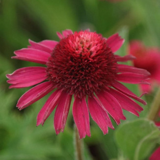 Echinacea Delicious Candy Jeżówka