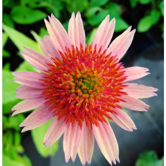 Echinacea Carrot Cake Jeżówka