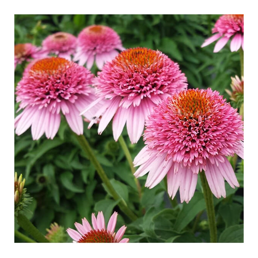 Echinacea Butterfly Kisses Jeżówka