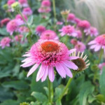 Echinacea Butterfly Kisses Jeżówka