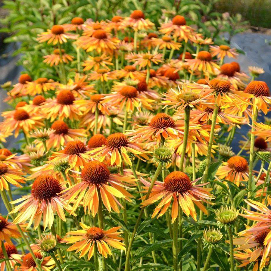 Echinacea Big Kahuna Jeżówka