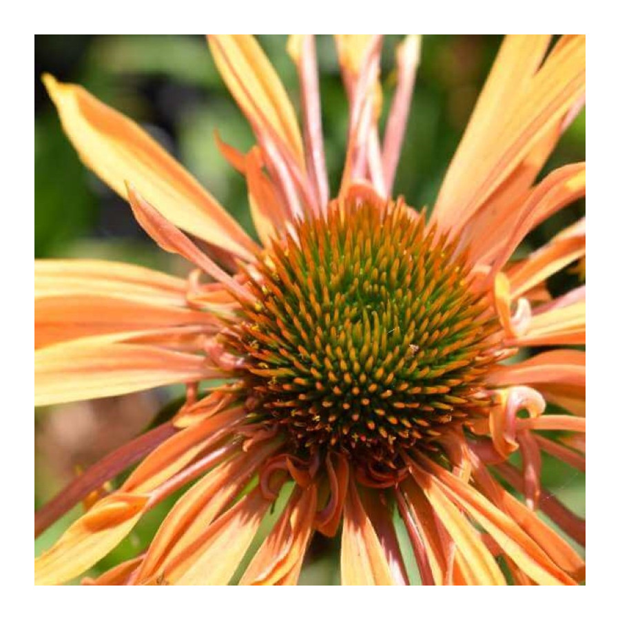 Echinacea Big Kahuna Jeżówka