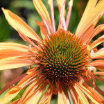 Echinacea Big Kahuna Jeżówka