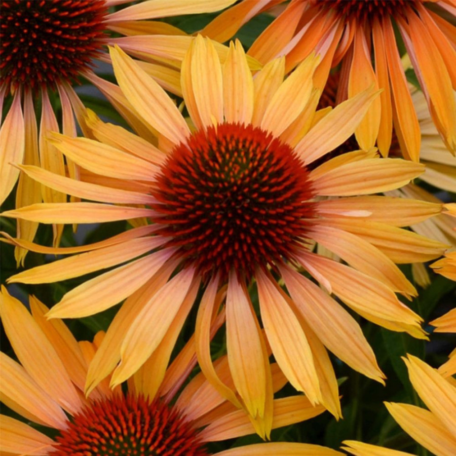 Echinacea Big Kahuna Jeżówka