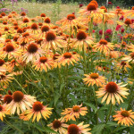 Echinacea Big Kahuna Jeżówka