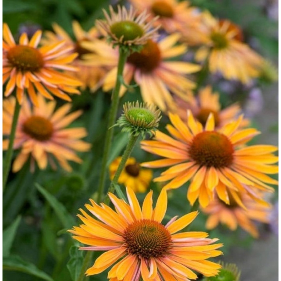 Echinacea Big Kahuna Jeżówka