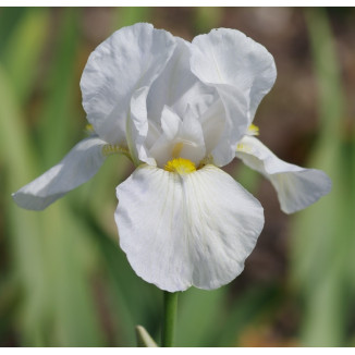 Iris sibirica Alba Kosaciec...
