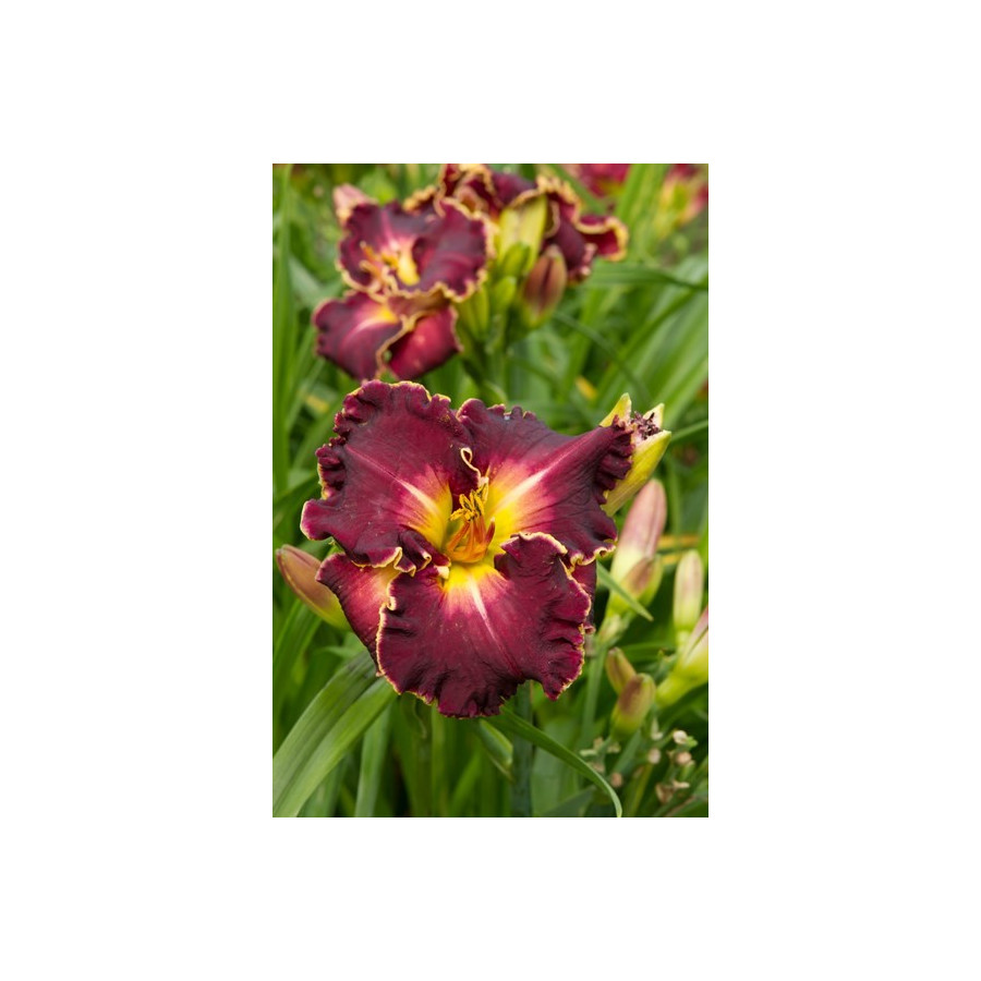 Hemerocallis Excellent Liliowiec