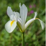 Iris sibirica Alba Kosaciec syberyjski