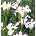 Iris sibirica Alba Kosaciec syberyjski