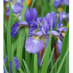 Iris sibirica Blue Kosaciec syberyjski