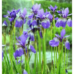 Iris sibirica Blue Kosaciec syberyjski