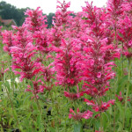 Agastache mexicana red...