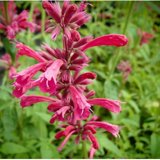 Agastache mexicana red...