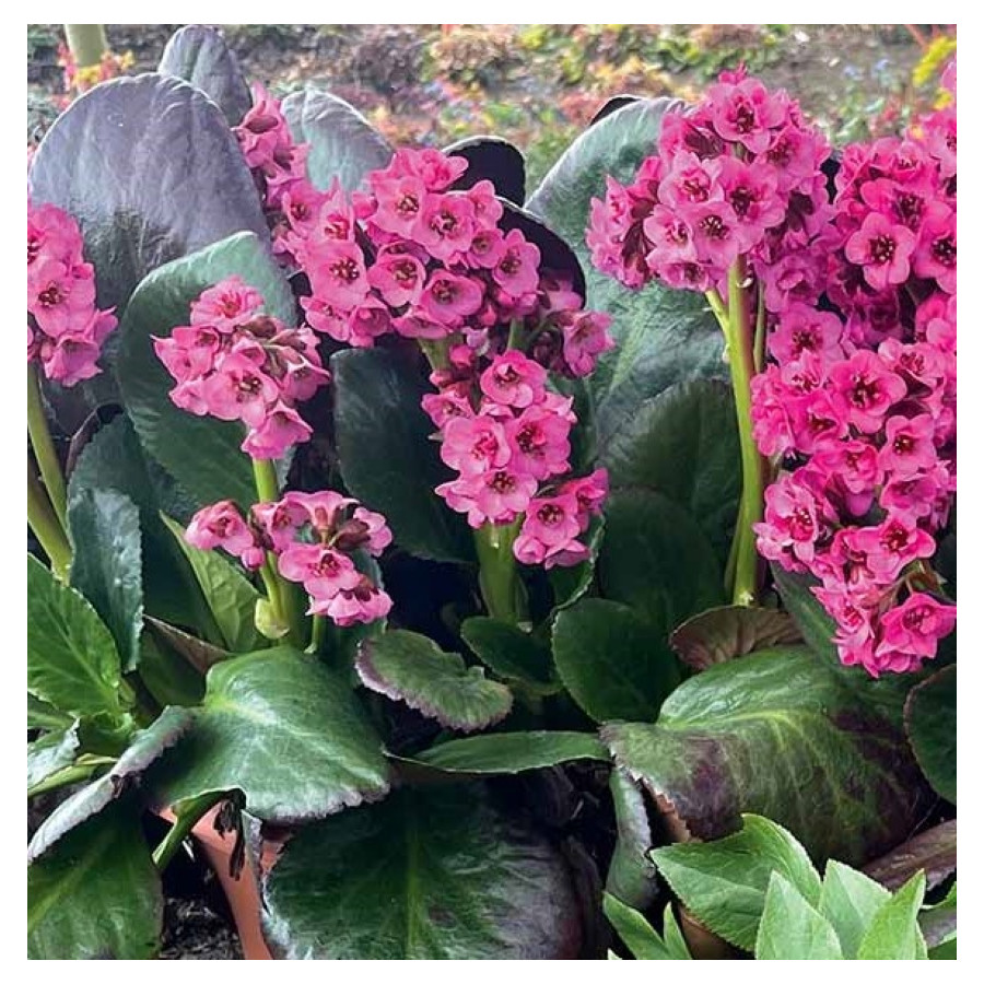 Bergenia x bybrida Vintage Rose Bergenia