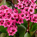 Bergenia x bybrida Vintage Rose Bergenia