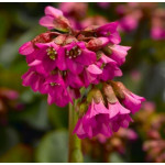 Bergenia x bybrida Vintage Rose Bergenia