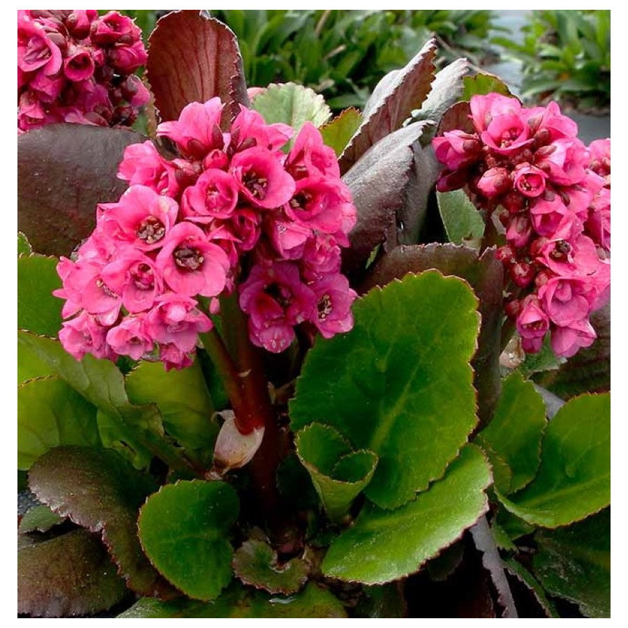 Bergenia x bybrida Vintage Pink Bergenia- Rośliny od Ogrodnika Szkółka Barcikowscy