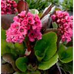 Bergenia x bybrida Vintage Pink Bergenia- Rośliny od Ogrodnika Szkółka Barcikowscy