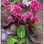 Bergenia x hybrida Early Brilliance Magenta Bergenia