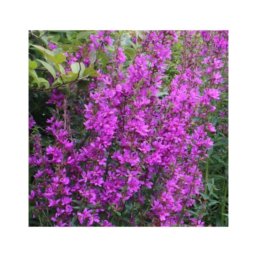 Lythrum virgatum Dropmore Purple Krwawnica rózgowata