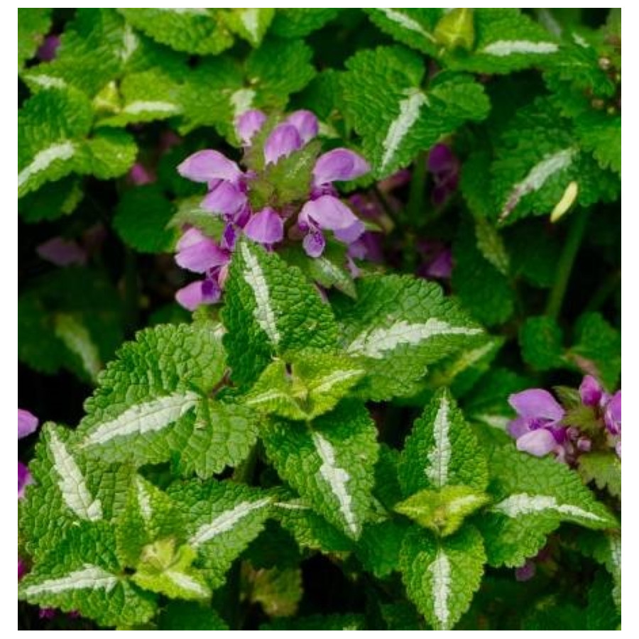 Lamium maculatum Roseum Jasnota plamista