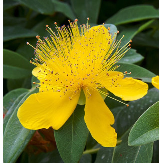 Hypericum calycinum Dziurawiec kielichowaty- Rośliny od Ogrodnika Szkółka Barcikowscy