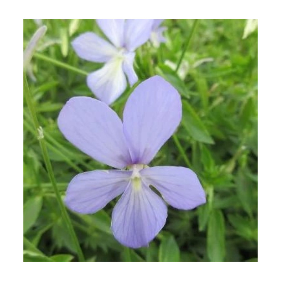 Viola cornuta Boughton Blue Fiołek rogaty