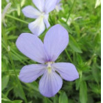 Viola cornuta Boughton Blue...