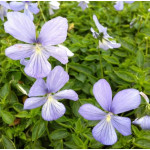 Viola cornuta Boughton Blue Fiołek rogaty