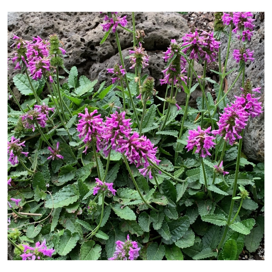 Stachys officinalis Ukkie Czyściec lekarski