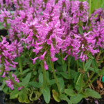 Stachys officinalis Ukkie Czyściec lekarski