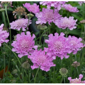 Scabiosa columbaria Flutter...