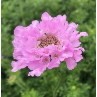 Scabiosa columbaria Flutter...