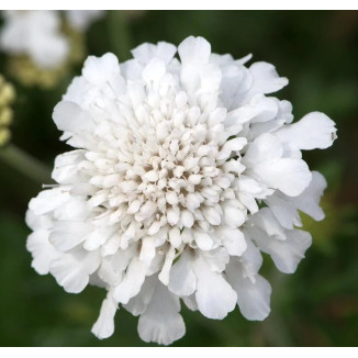 Scabiosa columbaria Flutter...