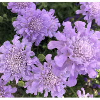 Scabiosa columbaria Flutter...