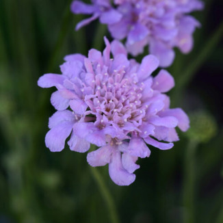 Scabiosa columbaria Flutter...