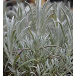 Lavandula angustifolia Dwarf Silver Lawenda wąskolistna