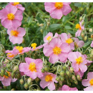 Helianthemum Wisley Pink...