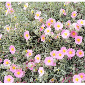 Helianthemum Wisley Pink...