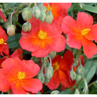 Helianthemum Fire Dragon...