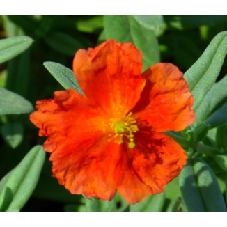 Helianthemum Fire Dragon...