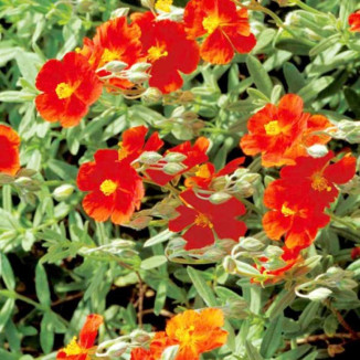 Helianthemum Fire Dragon...