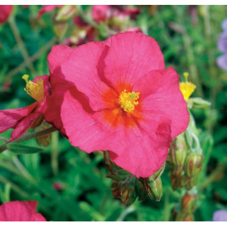 Helianthemum hybridum Ben Hope Posłonek- Rośliny od Ogrodnika Szkółka Barcikowscy