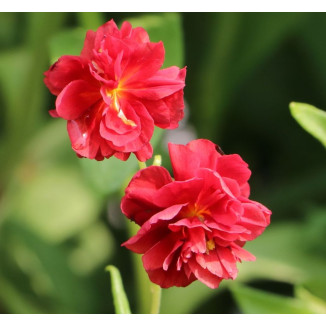 Helianthemum hybridum...