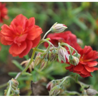 Helianthemum hybridum...