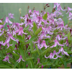 Clematis Hanajima Powojnik