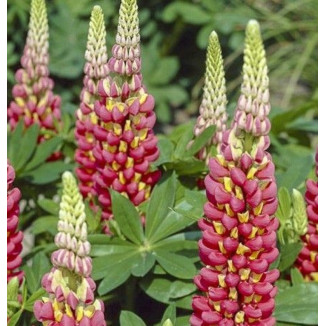 Lupinus Country Tequila...