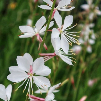 Gaura lindheimeri Gaura...