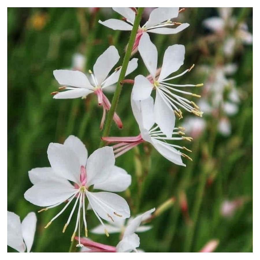 Gaura lindheimeri Gaura Lindheimera